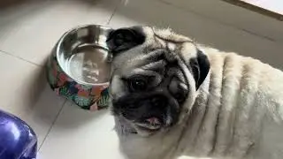 Dogs can eat papaya and bananas in a small portions.#pug #dog #video