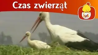 Czas zwierząt - Bocian + Jeż, dla dzieci Luli TV - Videos for babies