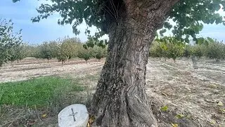 Albero Genealogico: schizofrenia: la verit&agrave; unica cura🩸