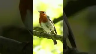 Beautiful Nightingale bird singing#birds # #birding #birdslover #bird #amazingbirds #birdlife