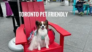 Toronto pet friendly