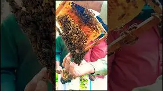 🐝Honey Lover | തേനീച്ച കുത്തുമോ? 😯#shorts