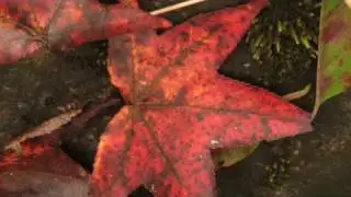 Great Smoky Mountains Fall Color: September 22