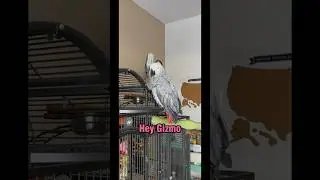 Me saying his lines is a crime! #gizmosjourney #gizmothegreybird #africangrey #funnyparrot
