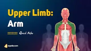 Upper Limb: Arm | Introduction | Anatomy