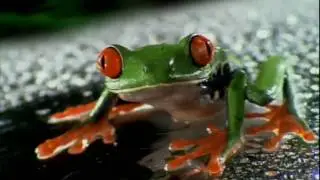 Russ Fitzpatrick Music - Ford Focus Frog
