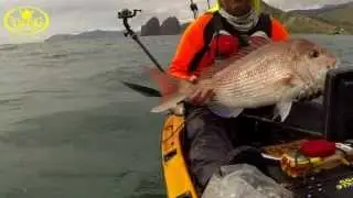 Coromandel Gold Rush Kayak Fishing competition 2013 PREVIEW | Viking Kayaks NZ