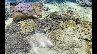 [沖縄北部]幻のサンゴ礁の磯（World Natural Heritage Okinawa ReefCoral）