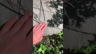Bright Orange Milk Snake Hiding Under Board!
