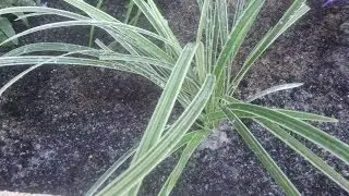 Zone 9b garden design and cut flowers