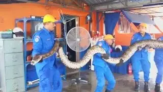 Snake caught in Malaysia could be the longest ever recorded