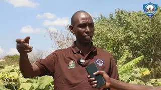 Karibu katika banda la Halmashauri ya Jiji la Dodoma ujifunze kilimo kizuri cha alizeti