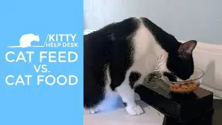 Cat Feed vs Cat Food - Making the Best Choices for Cats