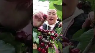 Fruits & vegetables- harvest cherry 🍒 at my garden (p65) #shorts