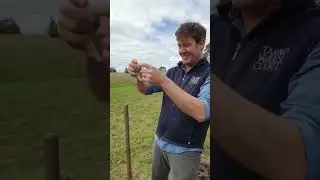 Meet the Sheep at Tarndwarncoort