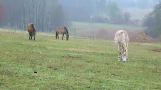 A honfoglalás lovainak öröksége