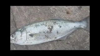 True North Fishing:Margate Pier, shad is around