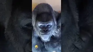 Gorillas funny reaction in tamil #funny #gorilla #funnydubbing #funnyvideos #voiceover #comedy