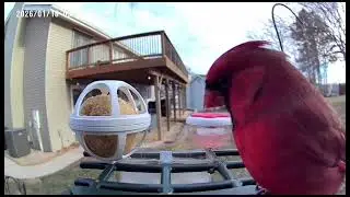 A freakin Gorgeous Cardinal! Love this birdfeeder camera! #birds 