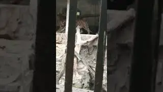 harimau jalan santai dulu sambil nunggu sarapan