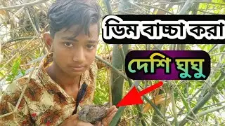 ডিম বাচ্চা করা দেশি ঘুঘু। gugu pakhi bacha।#gugu #birds
