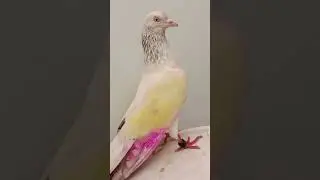 #pigeonmemes #pigeon 🐯🐯🕊🕊🕊🐣