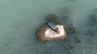 Park Du Bic Drone View | SEALS IN CANADA | AERIAL VIEW 4K