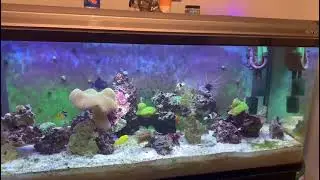 Putting fish back into the display tank after ich outbreak