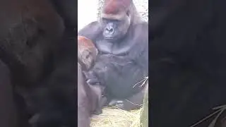 Animal life #funny #family #bonding