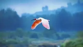 A Close-Up Look at the Rare Bird &ndash; The Elegant Eastern Gem, the Crested Ibis