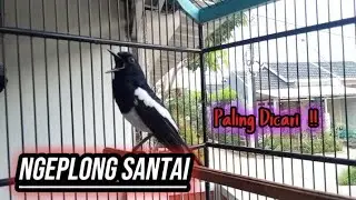 Kacer gacor ngeplong ini sangat ampuh untuk pancingan kacer bahan malas bunyi langsung emosi