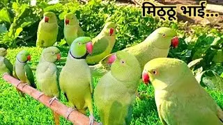 Ringneck Parrot Talking Videos | Parrot Sounds | Mitthu Ki Awaaz | 