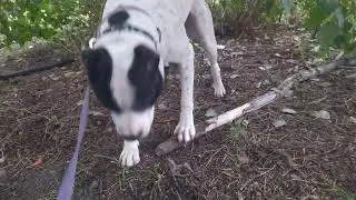 Насколько быстро заживает рана у собак? i love dogs