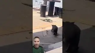Gato VS Lagarto Tei&uacute; 🦎🐈😱