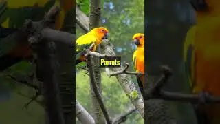 🦜🌴 Enchanting Parrots: Vibrant Plumage and Captivating Calls of the Tropics 🌺