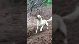 intelligent dog #shorts #youtubeshorts #trends #dog #intelligent