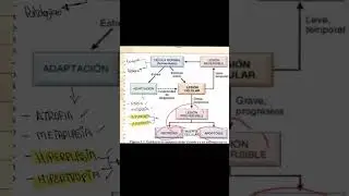 ADAPTACI&Oacute;N CELULAR PATOLOG&Iacute;A SEMANA 1 #medstudent 