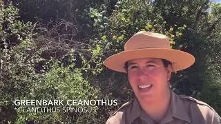 Chaparral Adaptations - Greenbark Ceanothus (Ceanothus spinosus)