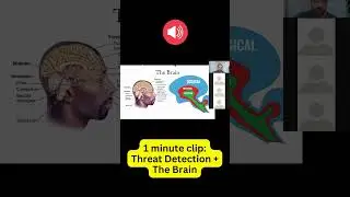 1 minute Neurophysiology: Threat detection and the Brain