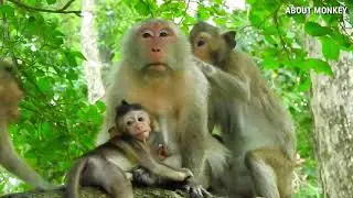 Adorable Baby Monkey Quinton, Duchess Family And April like Quinton Family Cus He So Cute...! Tiny!!