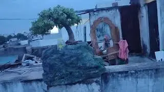 Beautiful Topiary Bonsai Tree care tips | Jade Jade Plant will grow so fast that you won't be abl...