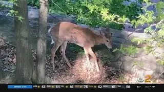 Deer Spotted In Marcus Garvey Park In Harlem
