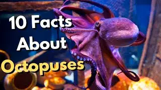 10 Coolest Facts About Octopus | The Eight-Legged Sea Creature