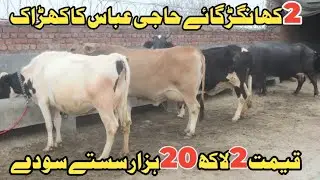 حاجی عباس سیالکوٹ 3 خوبصورت گائے 1 جھوٹی دستیاب 26 جنوری 2026 Farming and Business Ideas