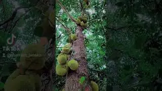 Sri lankan Jack tree #visitsrilanka #jackfruit #jackfoodtree #travel #mountain #shorts