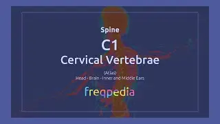 C1 Vertebra (Atlas) Frequency