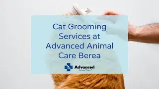 Advanced Animal Care Berea- Cat Grooming Services