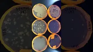 Bacterial Enumeration Results - Sponge 🧽