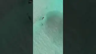 Who loves dolphin? tag comment.