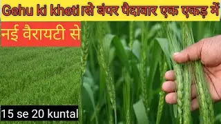गेहूं बुवाई का सबसे बेस्ट तरीका l gehu ki kheti kaise karen बुवाई से कटाई तक l A to Z jankari 